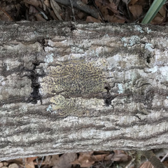 Bathelium carolinianum