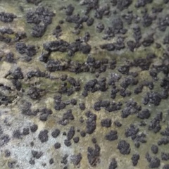 Bathelium carolinianum