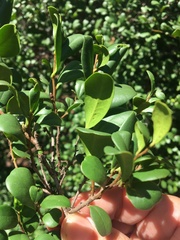 Diospyros humilis