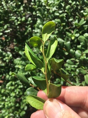 Diospyros humilis