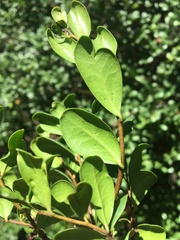 Diospyros humilis