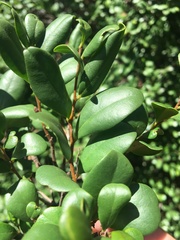 Diospyros humilis