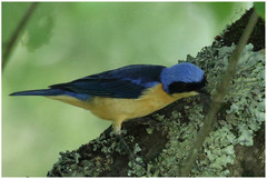 Pipraeidea melanonota