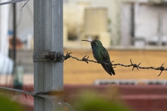 Cynanthus latirostris