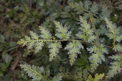 Selaginella willdenowii