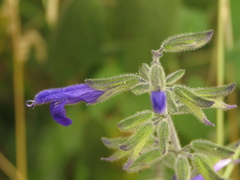 Salvia amethystina