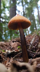 Hygrocybe