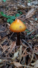 Hygrocybe