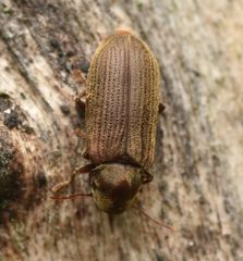 Anobium punctatum
