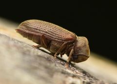 Anobium punctatum