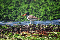 Haematopus palliatus