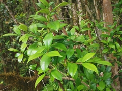 Myrceugenia planipes