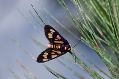 Eressa geographica