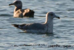 Larus argentatus image