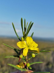 Talinum polygaloides