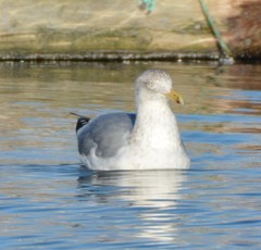 Larus argentatus image