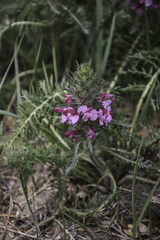 Pedicularis rubens