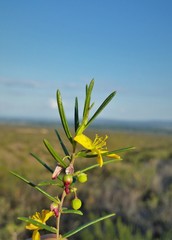 Talinum polygaloides