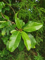 Hydrangea serratifolia