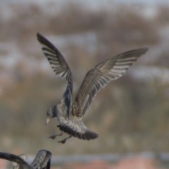 Larus argentatus image