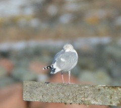 Larus argentatus image