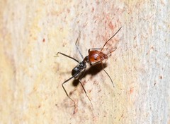 Iridomyrmex rubriceps