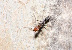 Iridomyrmex rubriceps