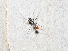 Iridomyrmex rubriceps