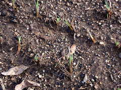 Sisyrinchium hitchcockii