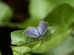 Zizina otis labradus