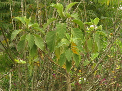 Verbesina crassiramea