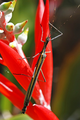 Paraphasma sooretama