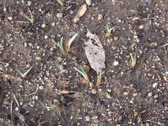 Sisyrinchium hitchcockii