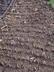 Sisyrinchium hitchcockii