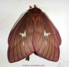 Cerodirphia speciosa