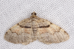 Xanthorhoe packardata