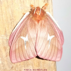 Cerodirphia speciosa
