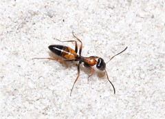Opisthopsis picta