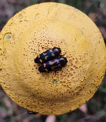 Castiarina flavopicta