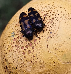 Castiarina flavopicta