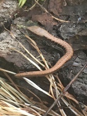 Elgaria multicarinata