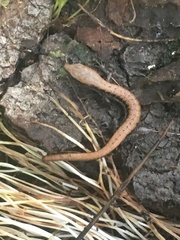 Elgaria multicarinata