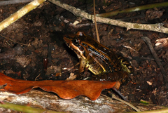Leptodactylus latrans