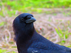 Corvus brachyrhynchos image