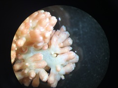 Gersemia juliepackardae