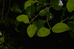 Gossia fragrantissima