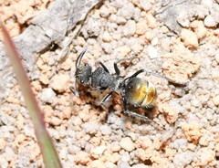 Polyrhachis vermiculosa