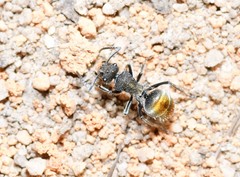 Polyrhachis vermiculosa