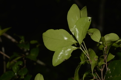 Gossia fragrantissima