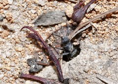Polyrhachis vermiculosa